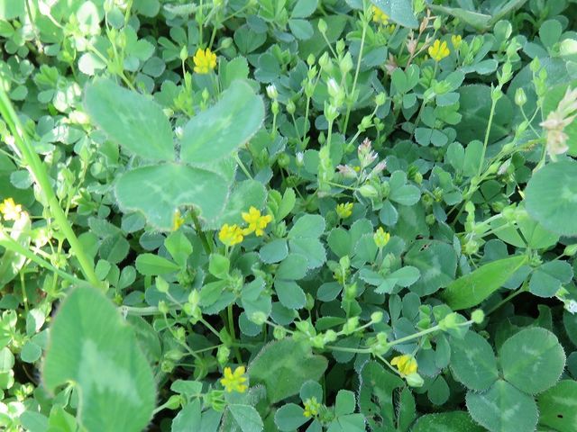 芝川土手のコメツブツメクサ 私の散歩道