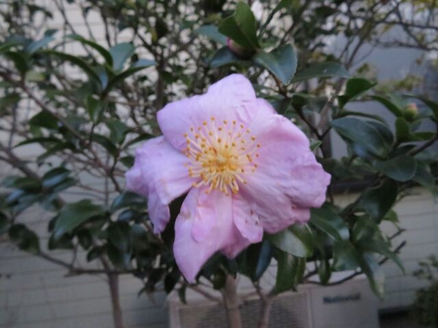 季節の花は可憐な花 私の散歩道