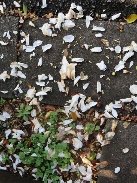 山茶花の花が散る 私の散歩道