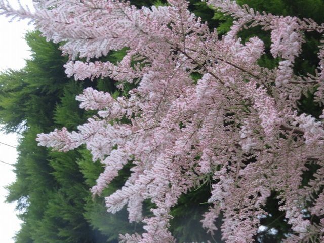 ギョリュウ.ロゼアの開花 : 私の散歩道