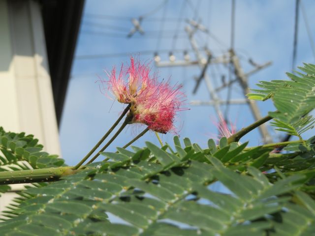 細かい花の咲いた木の名前教えて 私の散歩道