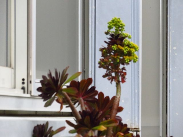 黒法師に花が咲いたよ 私の散歩道