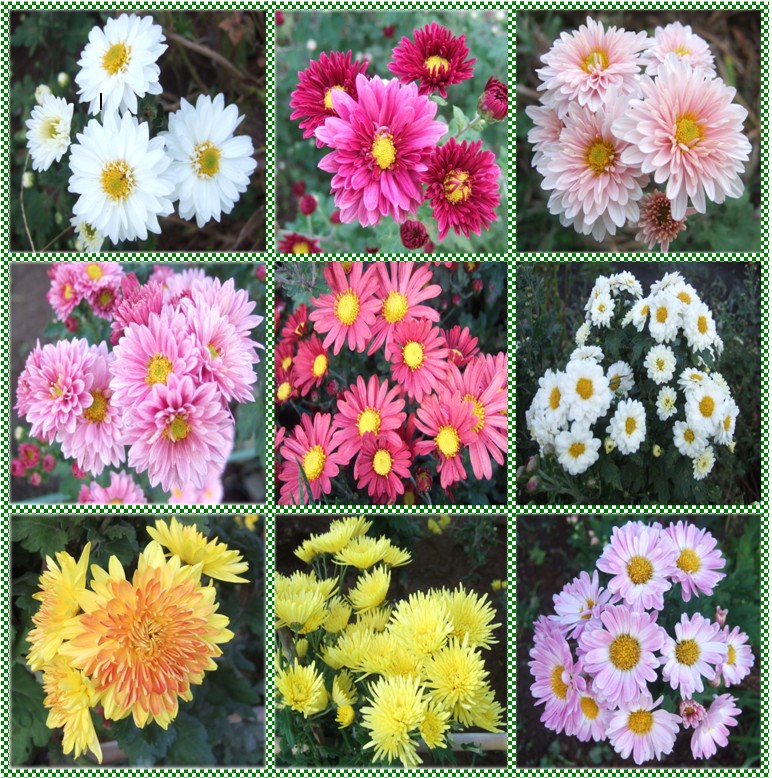 畠の花 私の散歩道 畠の花 私の散歩道