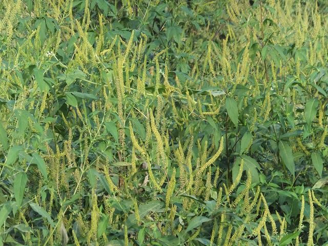 ブタクサの繁茂 私の散歩道