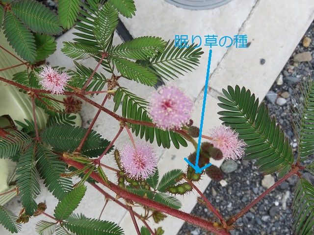 オジギソウに花が咲いていた 私の散歩道
