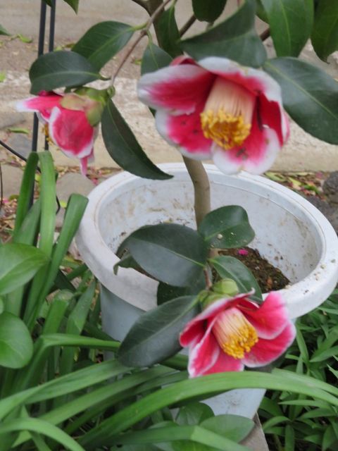大宮公園のフラミンゴと椿 玉の浦 私の散歩道