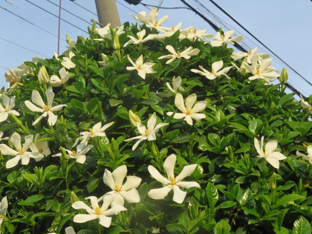 一重咲きのクチナシの花 私の散歩道