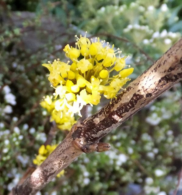 花屋さんに春が来た 私の散歩道