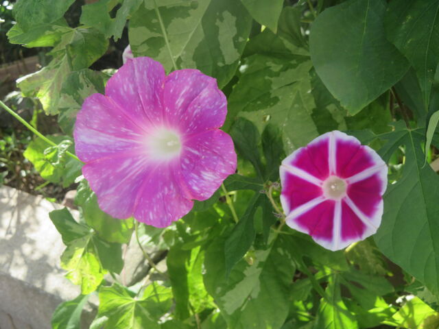 夜明けの風景と咲く花々楽しいね 私の散歩道