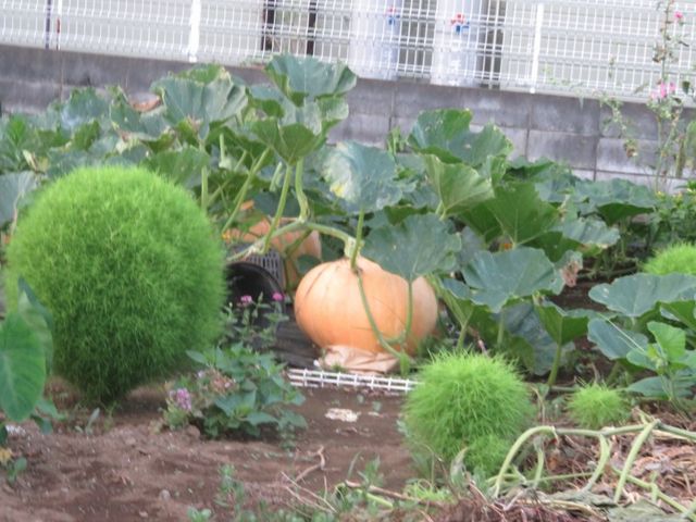 見沼田んぼに咲く花 私の散歩道 見沼田んぼに咲く花 私の散歩道