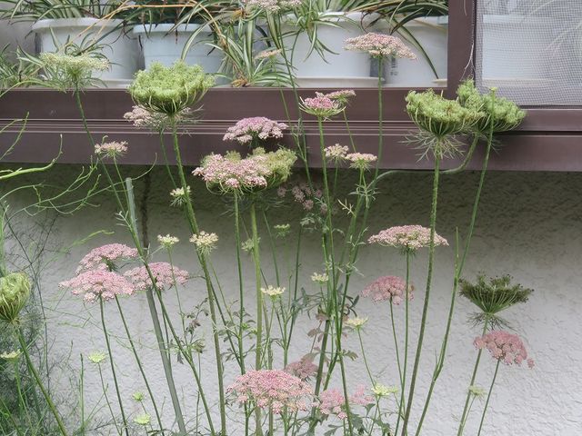 日本卸値 ブラックレースフラワーをたくさん植えています Af0cc497 開店記念セール Pn Batam Go Id 日本卸値 ブラックレースフラワーをたくさん植えています Af0cc497 開店記念セール Pn Batam Go Id