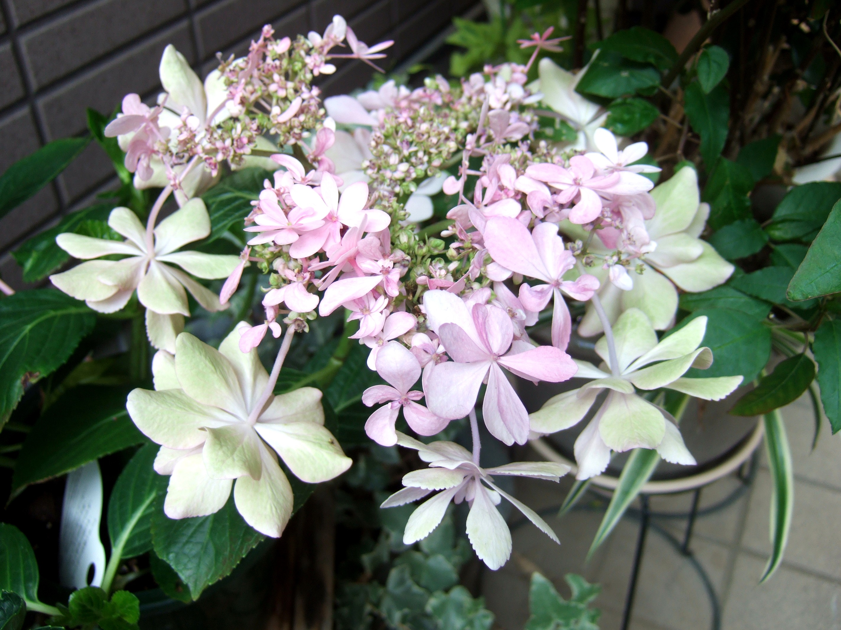 変わった紫陽花 私の散歩道