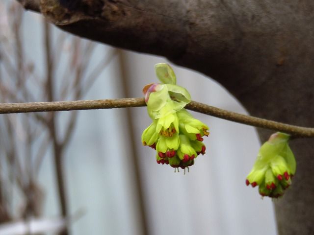 トサミズキとヒュウガミズキの見分け方 私の散歩道