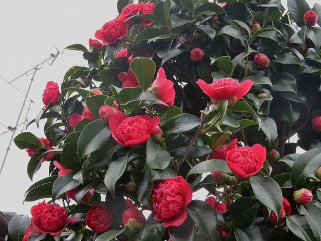 椿の花とミモザの花 私の散歩道 椿の花とミモザの花 私の散歩道