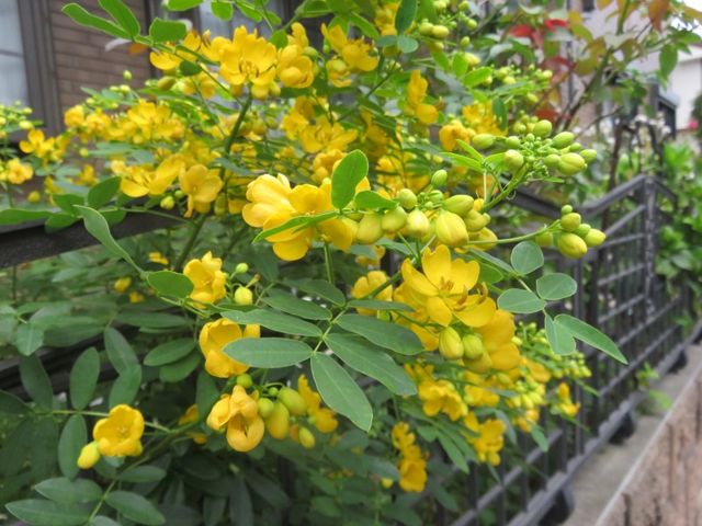 アンデスノオトメに対面嬉しい朝 私の散歩道