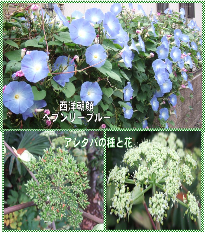 ヘブンリーブルー とアシタバの花と実 私の散歩道