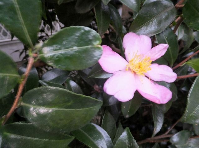 朝の風景とカリンと山茶花 私の散歩道