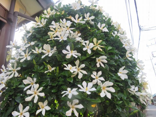 一重咲きのクチナシの花 私の散歩道