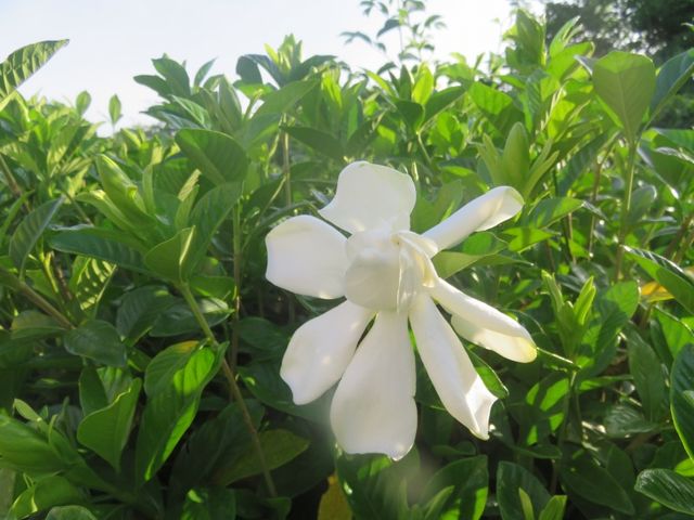 クチナシとダリアの花 私の散歩道