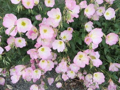 私の散歩道 毎日の出会いの花 私の散歩道 私の散歩道 毎日の出会いの花 私の散歩道