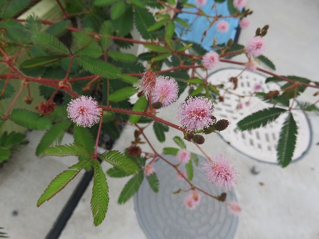 オジギソウに花が咲いていた 私の散歩道
