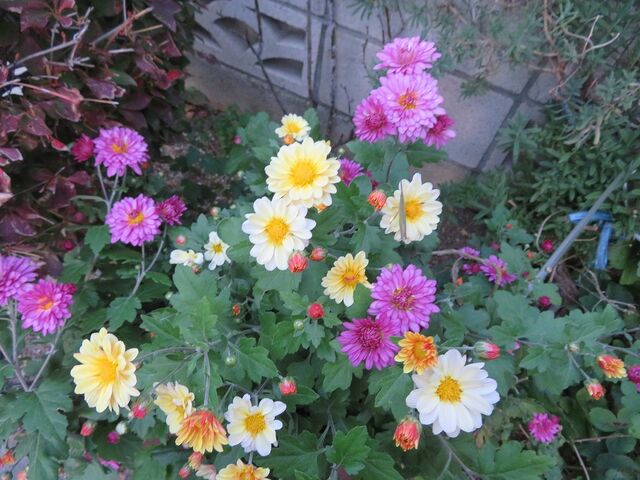 季節の花は可憐な花 私の散歩道