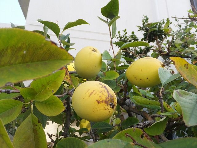 朝の風景とカリンと山茶花 私の散歩道