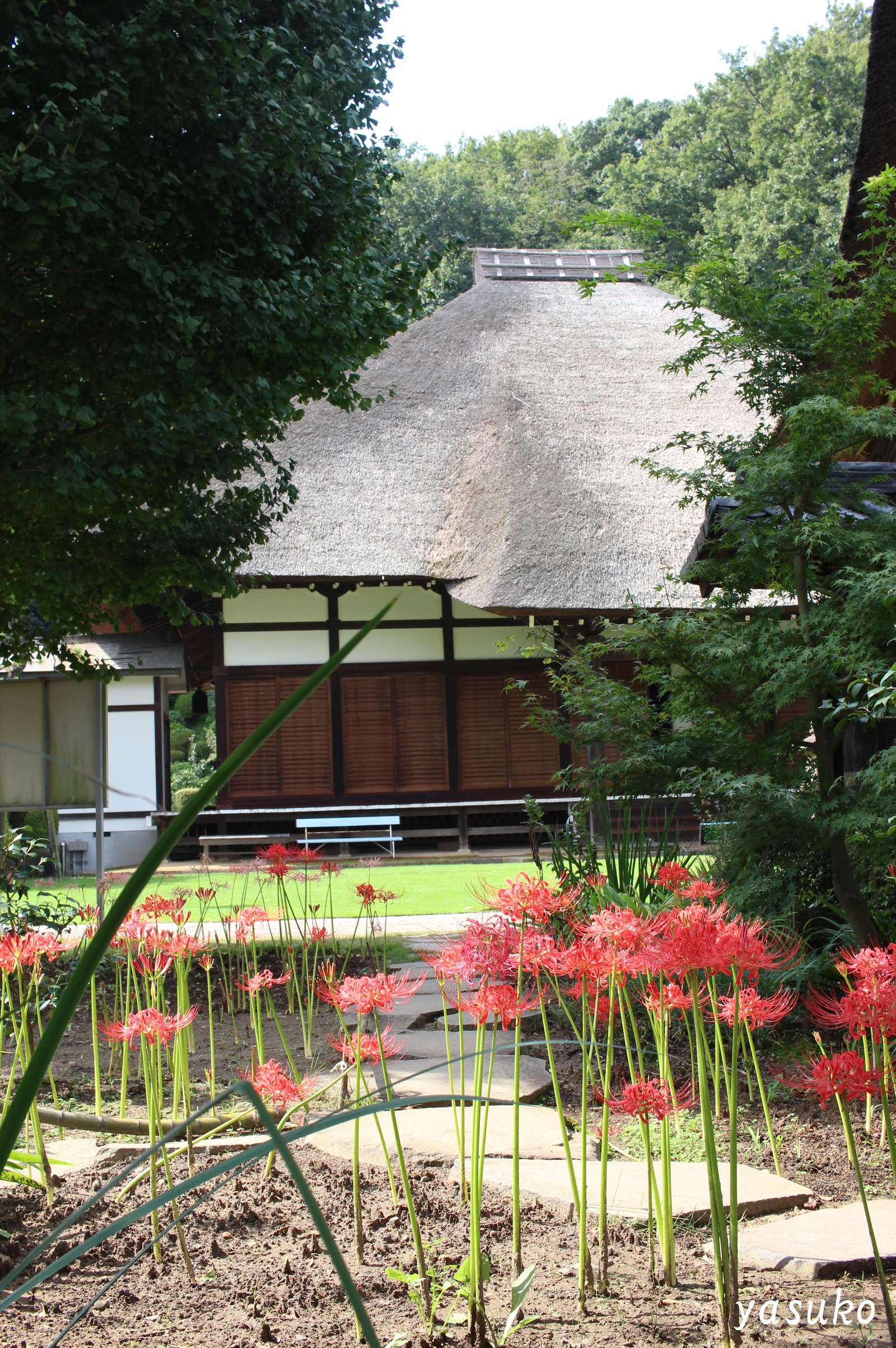 西方寺　彼岸花と本堂