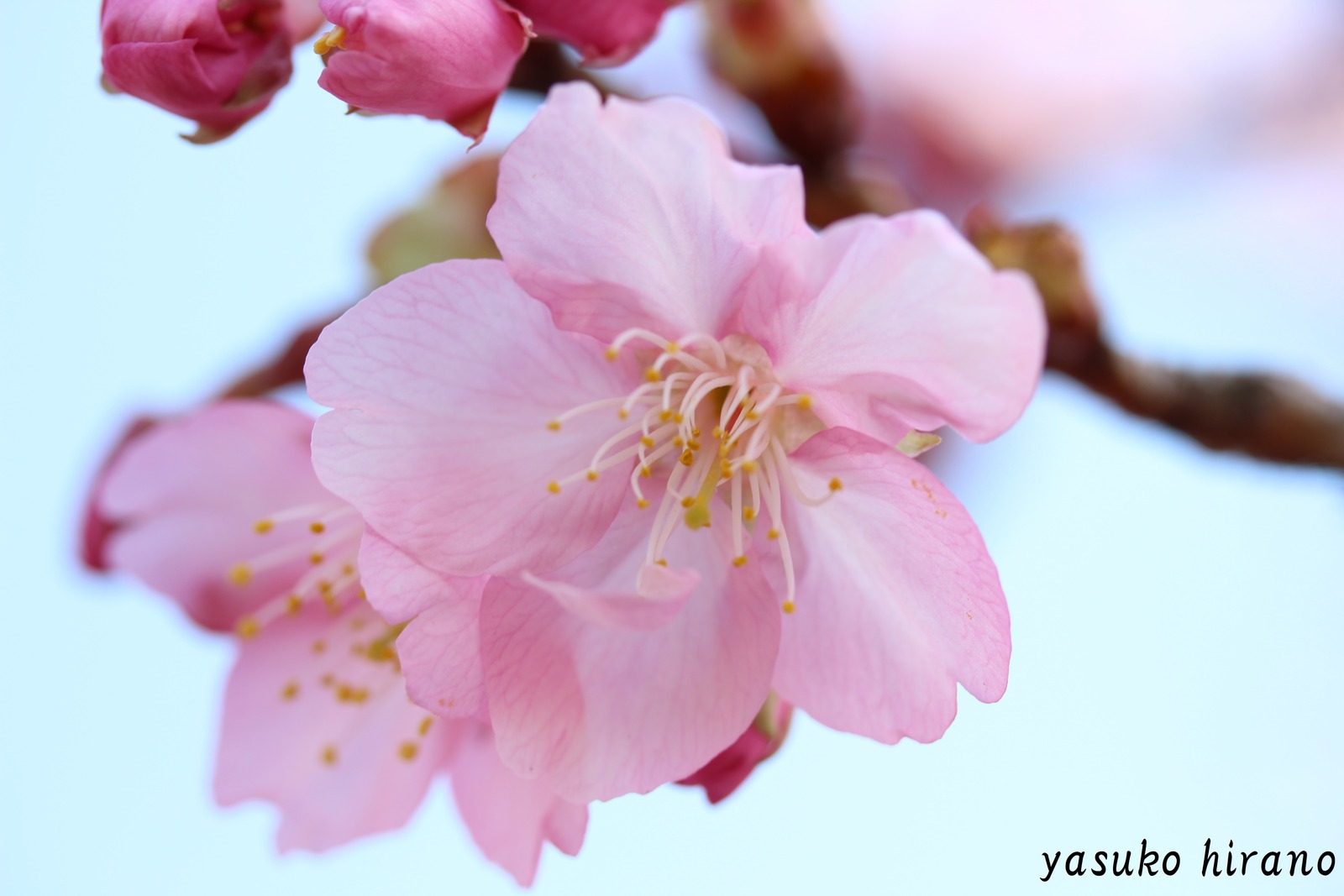 別所梅林　河津桜