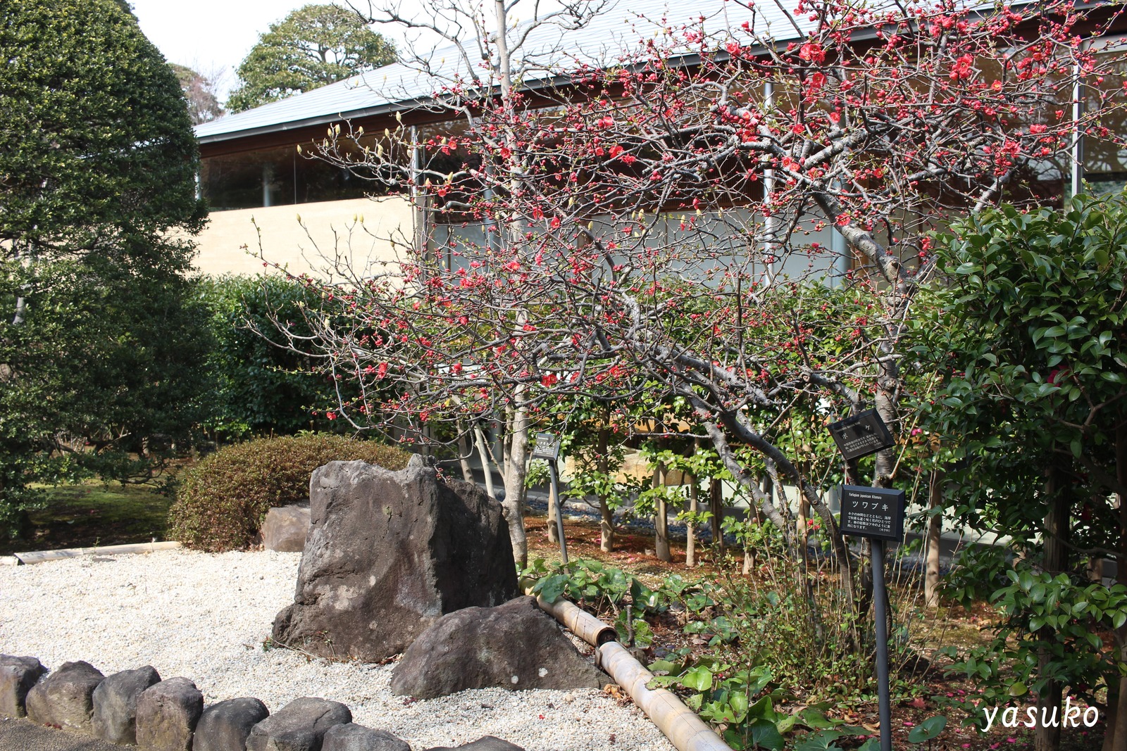 馬場花木園　ボケ