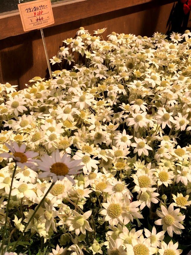 花屋さんなのに １ 欲ばり社会人 のススメ