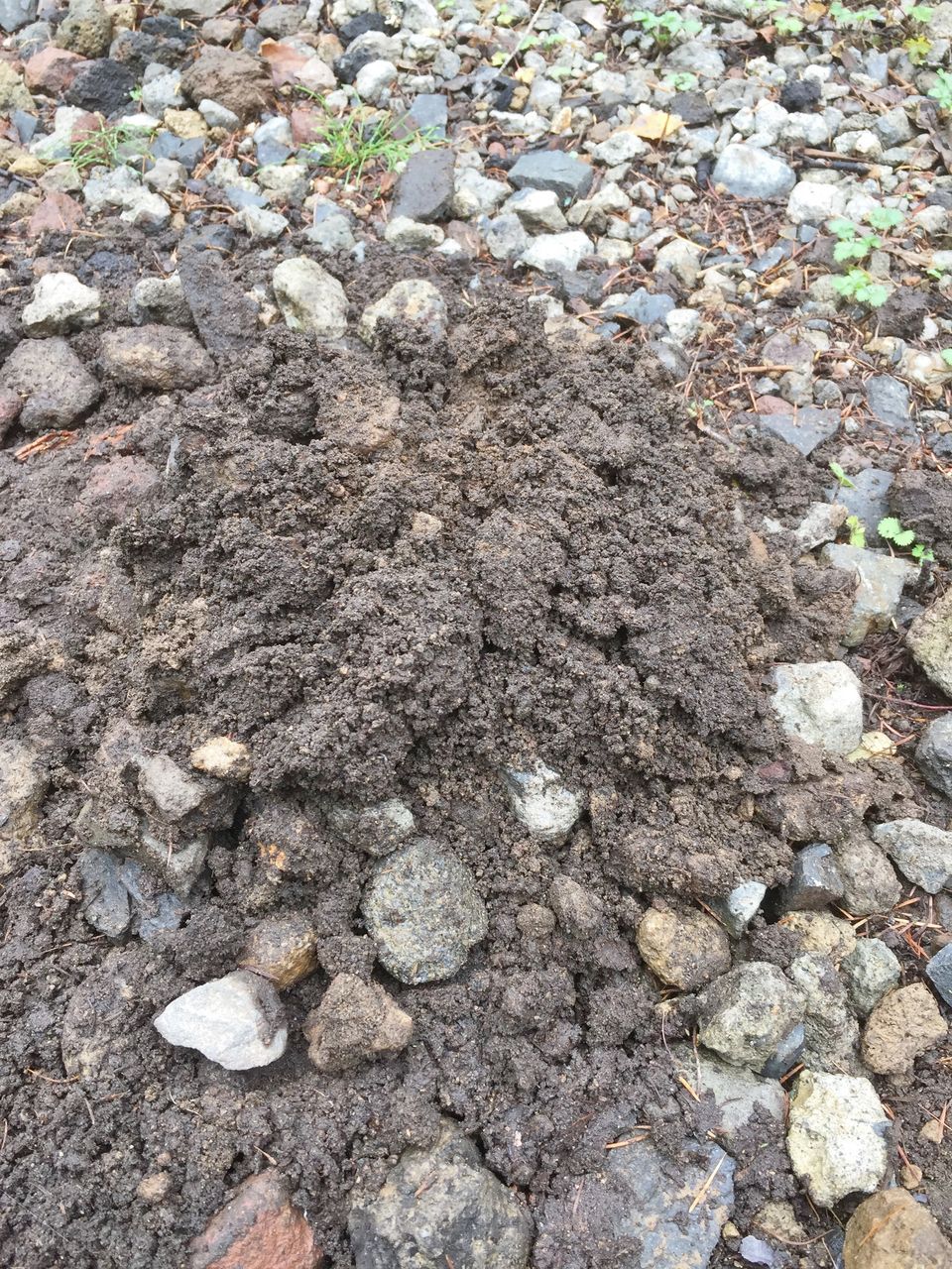 リアルもぐら叩き 欲ばり社会人 のススメ リアルもぐら叩き 欲ばり社会人 のススメ