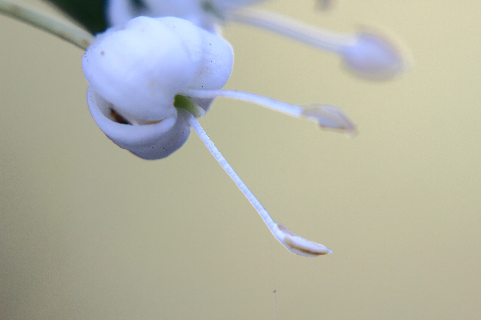 柊の花 子育て卒業主婦の一眼レフ格闘日記