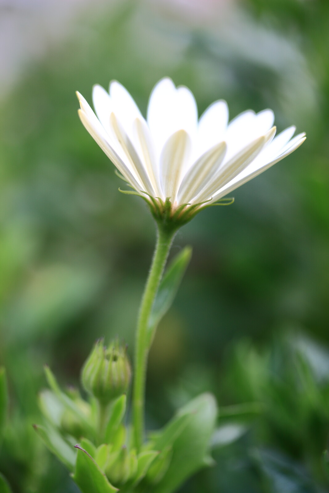 アフリカンデージー 子育て卒業主婦の一眼レフ格闘日記