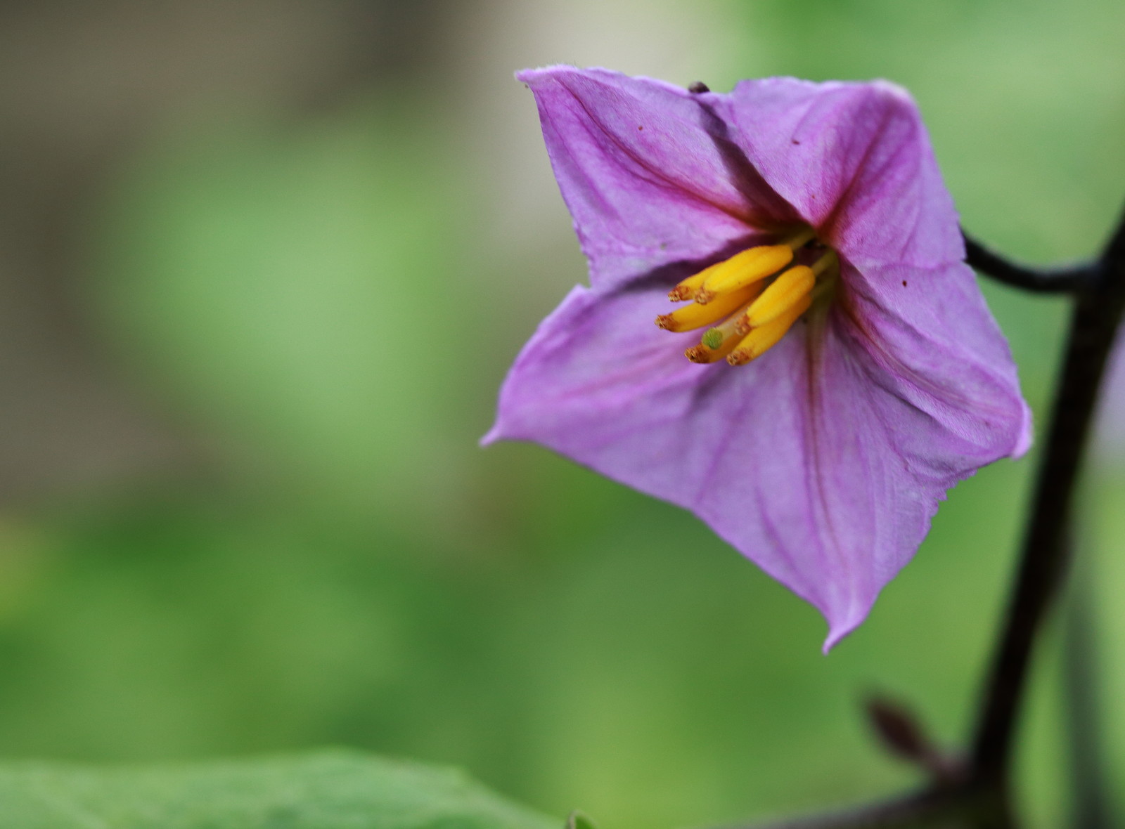 茄子の花 子育て卒業主婦の一眼レフ格闘日記