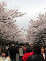 上野の桜