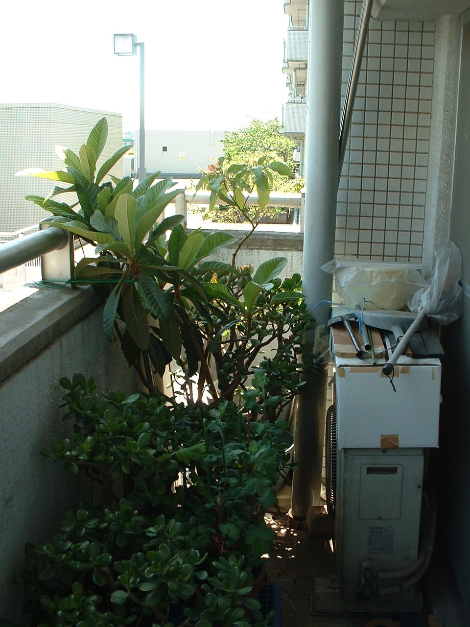 ベランダ ガーデン お祭好きの電気屋 岡電のブログ ベランダ ガーデン お祭好きの電気屋 岡電のブログ