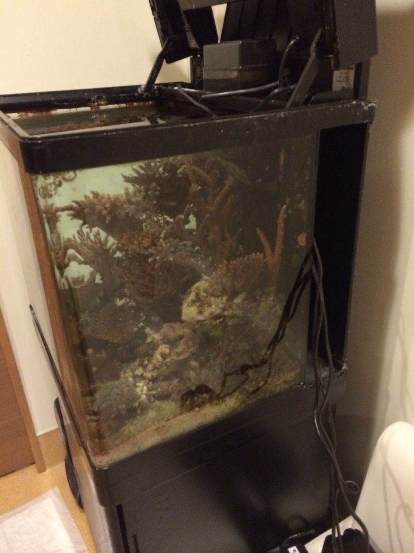 レッドシーマックス130d 循環ポンプアップグレードきたぁーーー 動物病院の水槽 待合室に珊瑚礁と海水熱帯魚 レッドシーマックス130d 循環ポンプアップグレードきたぁーーー 動物病院の水槽 待合室に珊瑚礁と海水熱帯魚