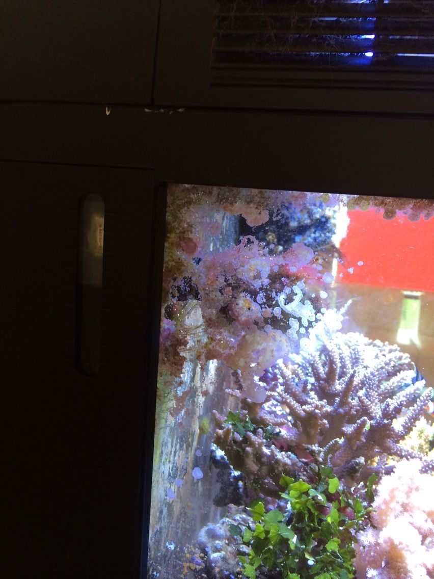 レッドシーマックスのトラブル対処 動物病院の水槽 待合室に珊瑚礁と海水熱帯魚 レッドシーマックスのトラブル対処 動物病院の水槽 待合室に珊瑚礁と海水熱帯魚