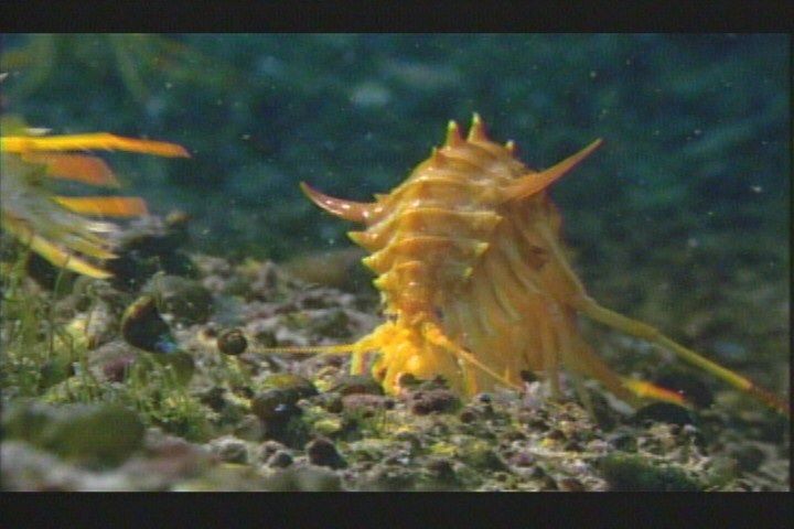 バイカル湖のカイメン 動物病院の水槽 待合室に珊瑚礁と海水熱帯魚