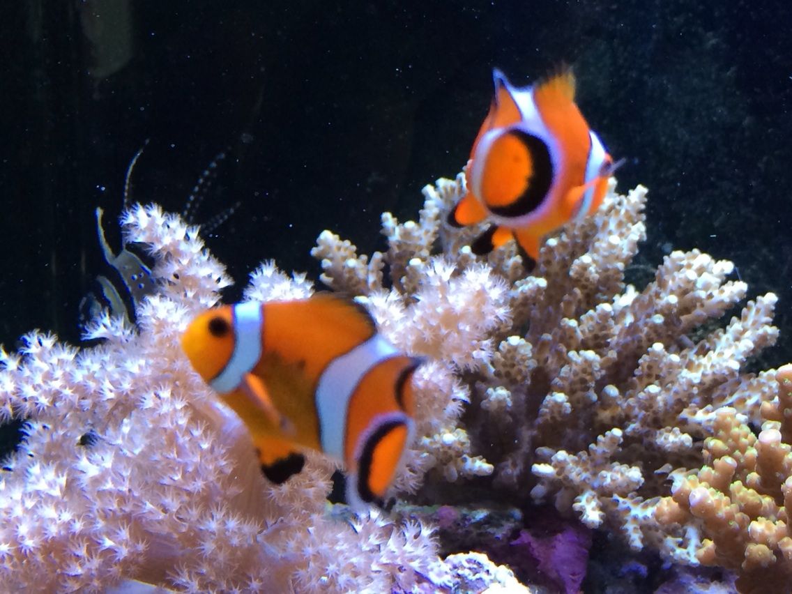 動物病院 海水魚 水槽タンクメイト達 動物病院の水槽 待合室に珊瑚礁と海水熱帯魚 動物病院 海水魚 水槽タンクメイト達 動物病院の水槽 待合室に珊瑚礁と海水熱帯魚