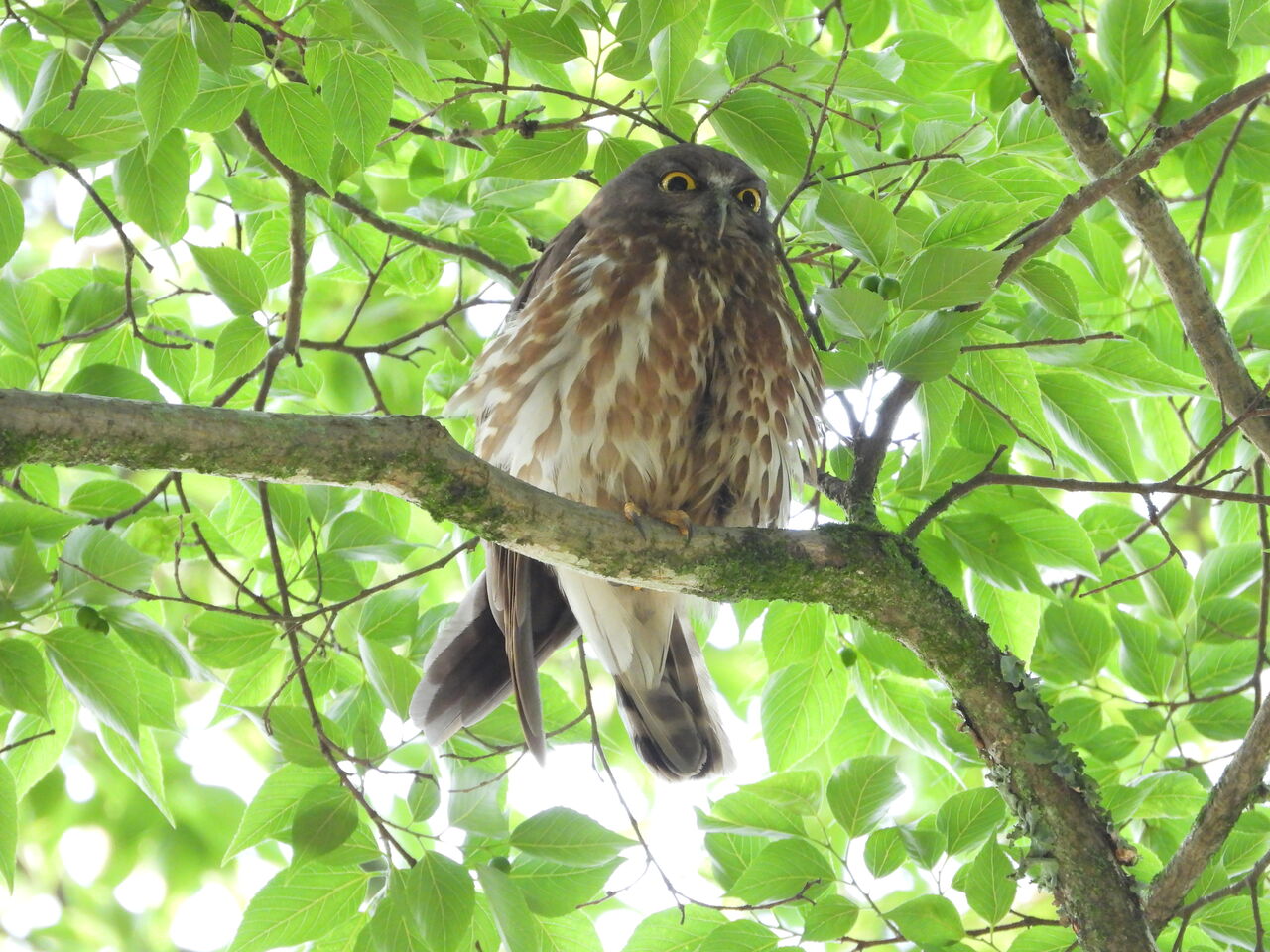 今年もアオバズク来る❢ 2024.6.2 今年もアオバズク来る❢ 2024.6.2 - メルカリ