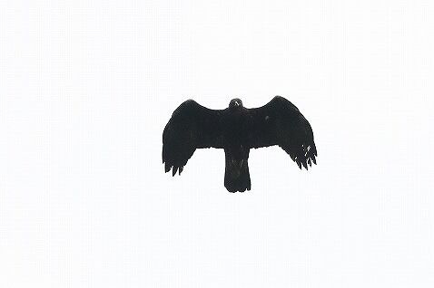 2020年 7月 4日 イヌワシ ヒナ 誕生 ハヤブサを追って 2020年 7月 4日 イヌワシ ヒナ 誕生 ハヤブサを追って