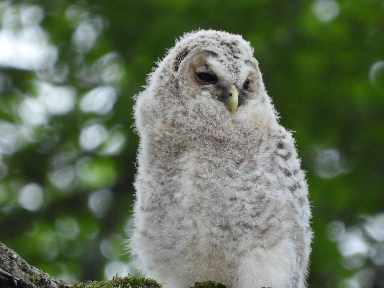 スベトラーナ　森の中の少女とフクロウ ζ【EOS R8】初心者の野鳥探訪2024.4 その3 フクロウ | 好きな