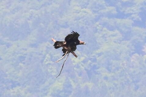 2020年 7月 4日 イヌワシ ヒナ 誕生 ハヤブサを追って 2020年 7月 4日 イヌワシ ヒナ 誕生 ハヤブサを追って