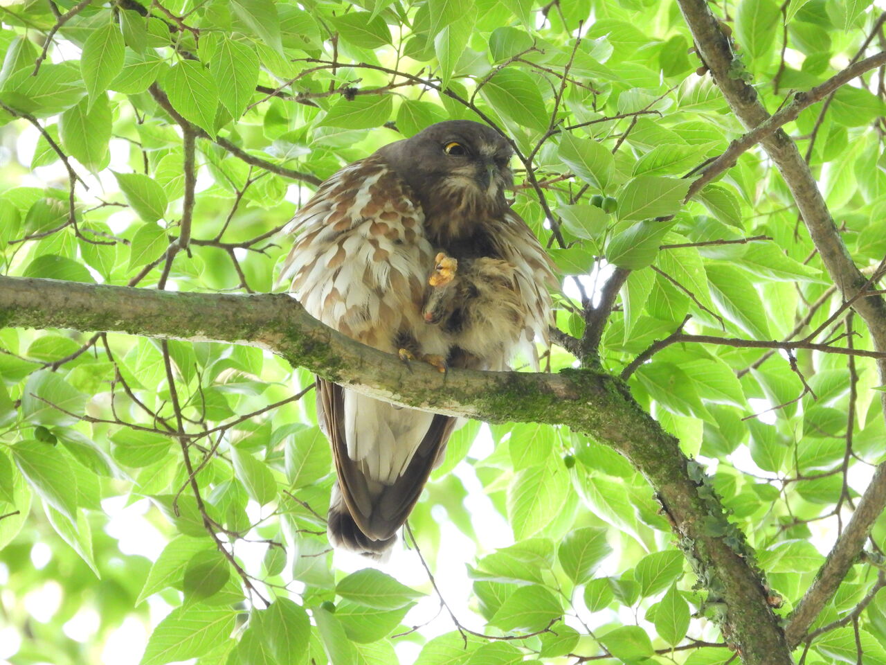 今年もアオバズク来る❢ 2024.6.2 2024年 6月 2日 アオバズク : ハヤブサを追って