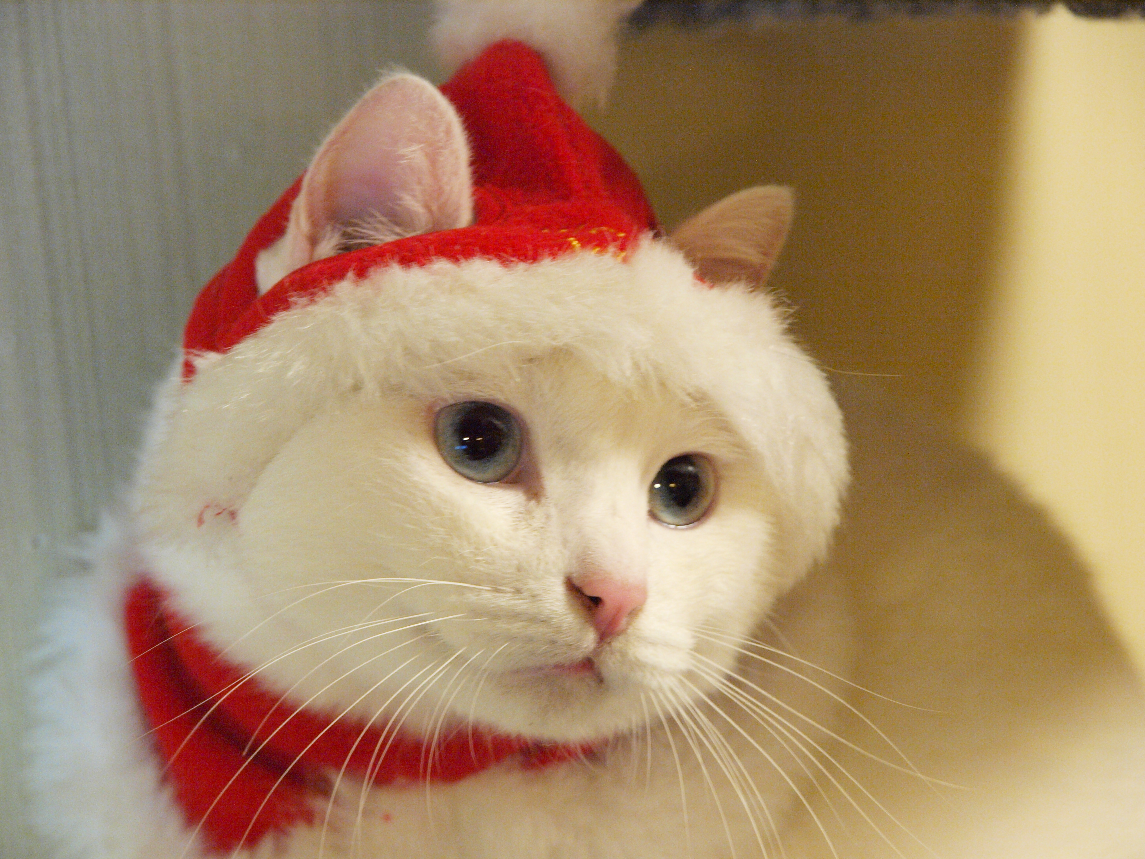 猫サンタ 猫ふり 写真素材ブログ