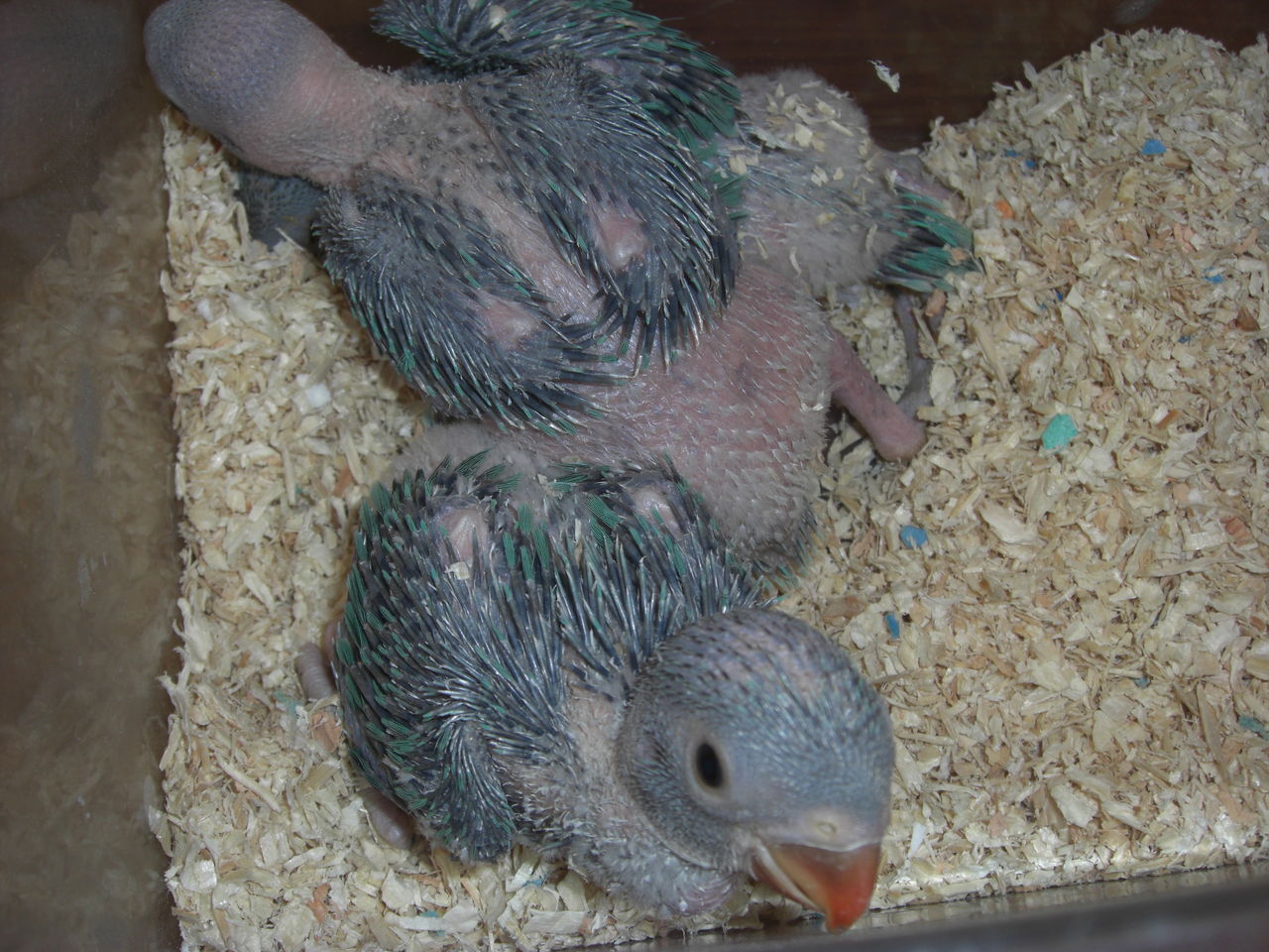 ワカケホンセイインコ ブルー 雛を特売 Castle View Aviary ワカケホンセイインコ ブルー 雛を特売 Castle View Aviary