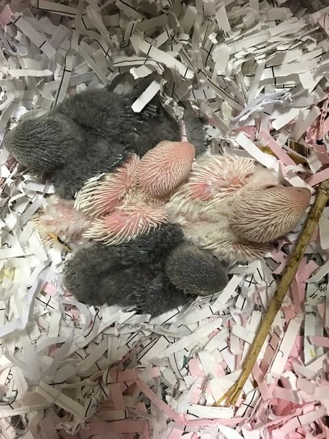 コザクラインコの手乗り雛を販売 Castle View Aviary