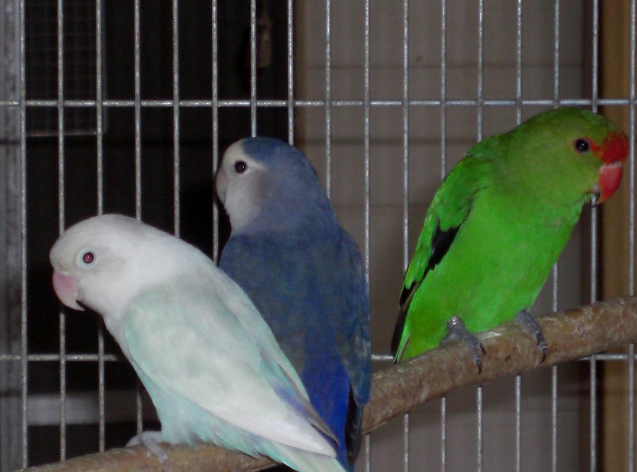 キエリクロボタンとコザクラを格安販売です Castle View Aviary